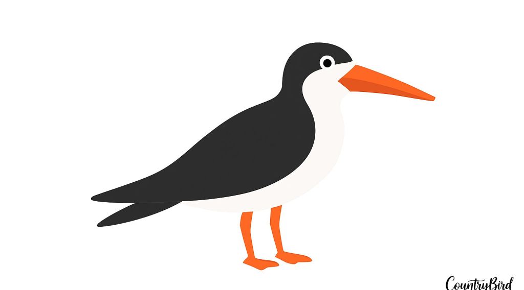 The Black Skimmer: The Ocean’s Goofy-Looking Foodie
