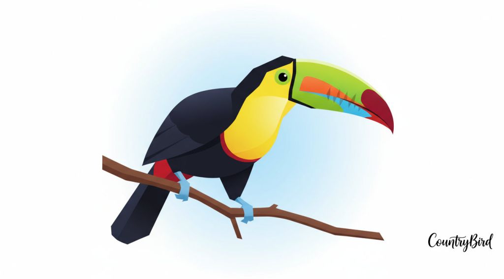 Channel-billed Toucan – The Banana-Beaked Jester of the Jungle