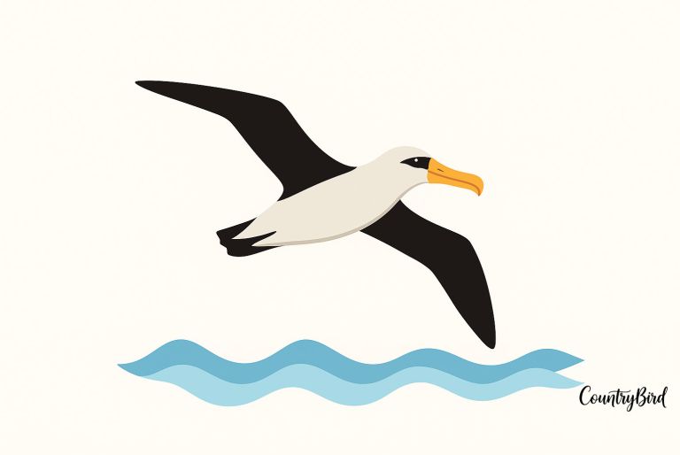 The Laysan Albatross: Sky Pirate and Dancing King of the Ocean