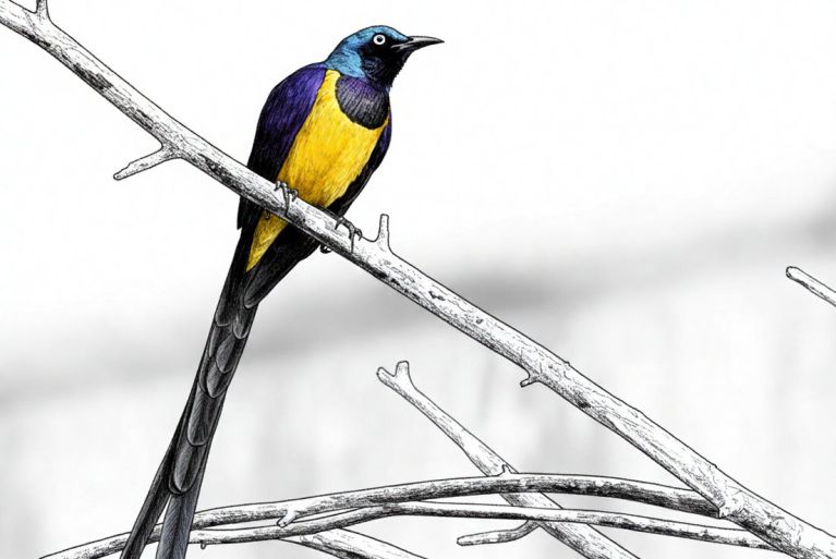The Golden-Breasted Starling: Nature's Disco Ball with a PhD in Being Fabulous