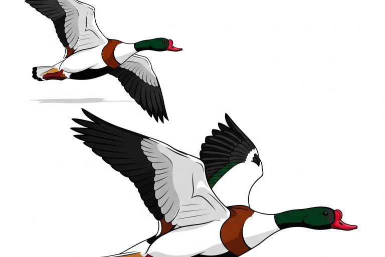Meet the Common Shelduck: The Clown of the Estuary