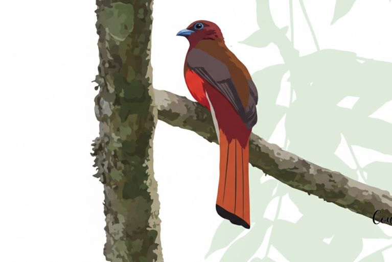 The Red-headed Trogon: The Forest’s Fancy but Slightly Clueless Noble