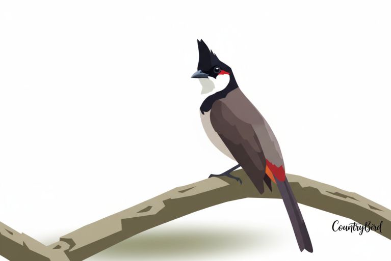 The Red-whiskered Bulbul: The Dapper Dandy with Radiant Rouge
