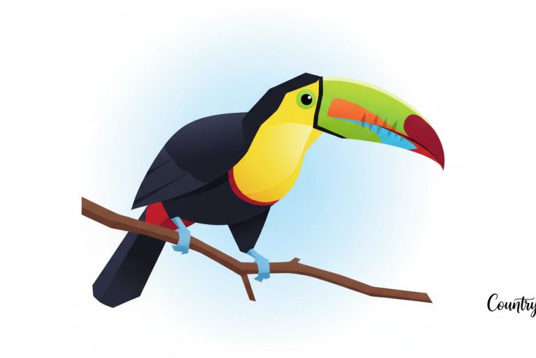 Channel-billed Toucan – The Banana-Beaked Jester of the Jungle Channel-billed Toucan – The Banana-Beaked Jester of the Jungle