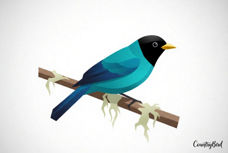 Green Honeycreeper : The Tropical “Color Deception” Artist